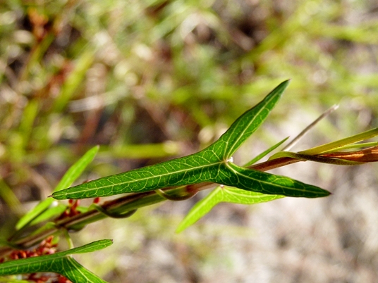 {Ipomoea sagittata}